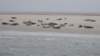 HWK Texel 2015 070_small.jpg